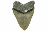 Serrated, Fossil Megalodon Tooth - North Carolina #319902-2